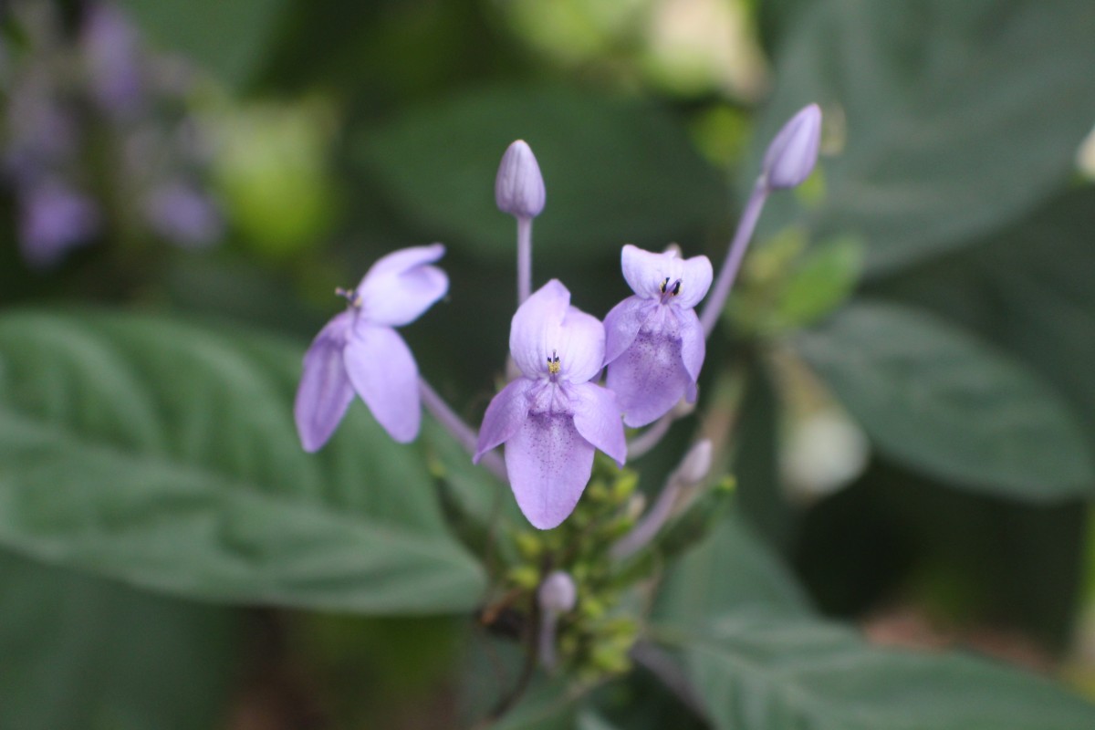 Pseuderanthemum graciliflorum (Nees) Ridl.